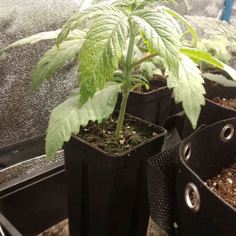 Tropicana Cookies FF growlog timeline photo