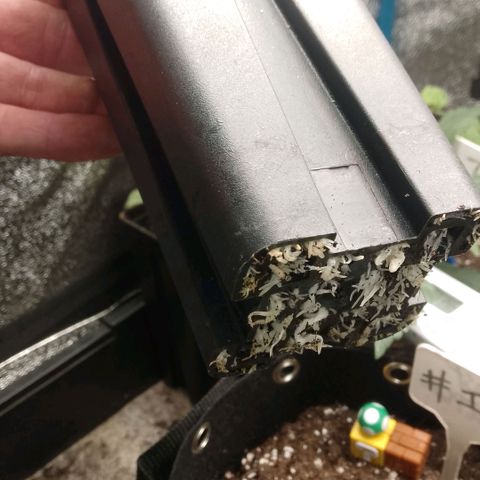 Tropicana Cookies FF growlog timeline photo