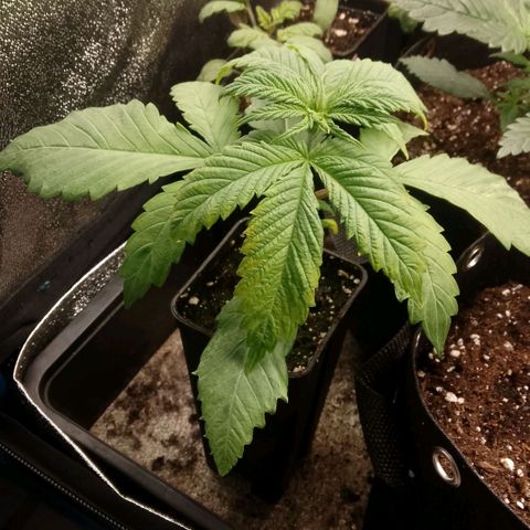 Tropicana Cookies FF growlog timeline photo