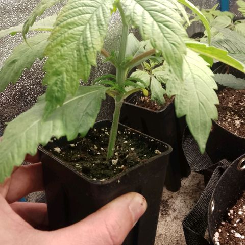 Tropicana Cookies FF growlog timeline photo