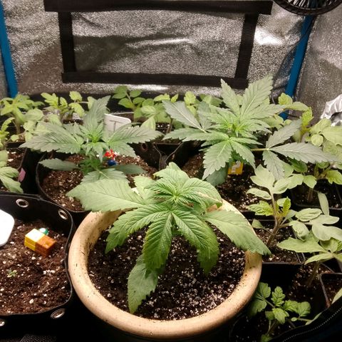 Tropicana Cookies FF growlog timeline photo