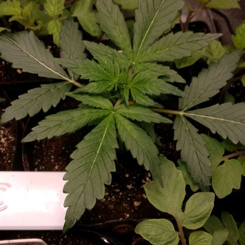 2 x Gorilla Z Auto growlog timeline photo