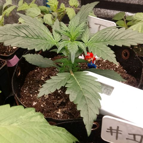 2 x Gorilla Z Auto growlog timeline photo