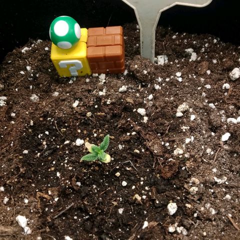 2 x Gorilla Z Auto growlog timeline photo
