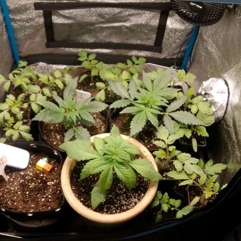 2 x Gorilla Z Auto growlog timeline photo
