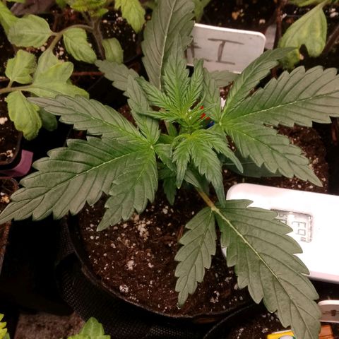 2 x Gorilla Z Auto growlog timeline photo