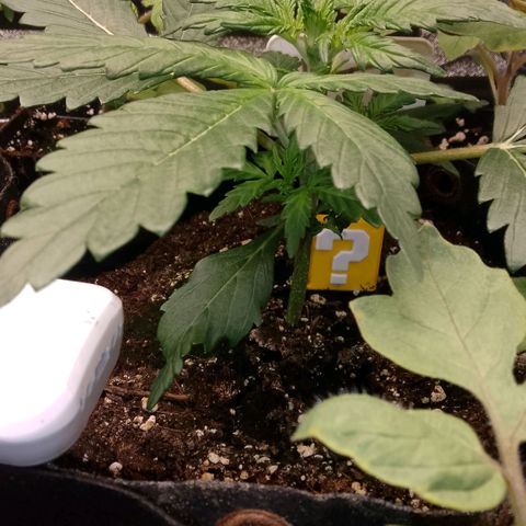 2 x Gorilla Z Auto growlog timeline photo