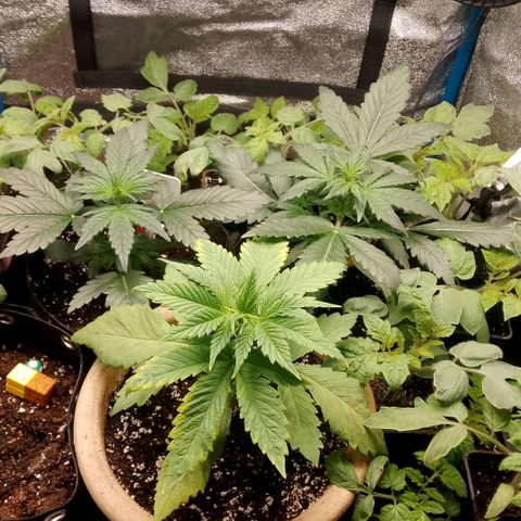 2 x Gorilla Z Auto growlog timeline photo