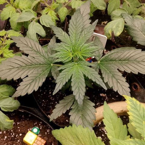 2 x Gorilla Z Auto growlog timeline photo