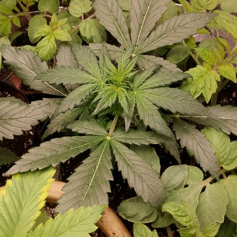 2 x Gorilla Z Auto growlog timeline photo