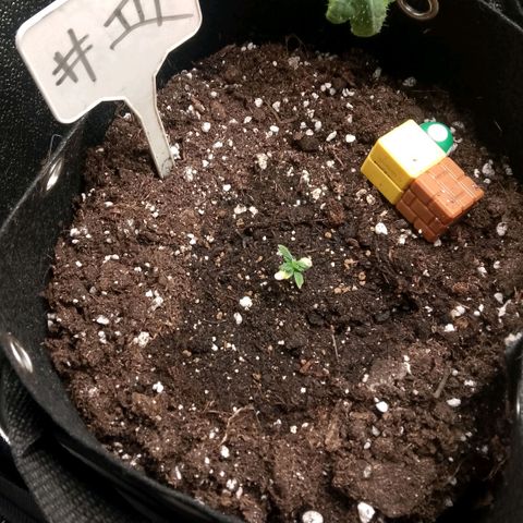 2 x Gorilla Z Auto growlog timeline photo
