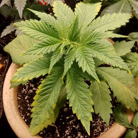 Tropicana Cookies FF growlog photo: Sie hat ein wenig beim umtopfen gelitten. Erholt sich aber gut und hat noch eine lange Zeit zum wachsen. 🤣
