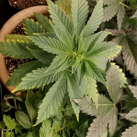 Tropicana Cookies FF growlog timeline photo