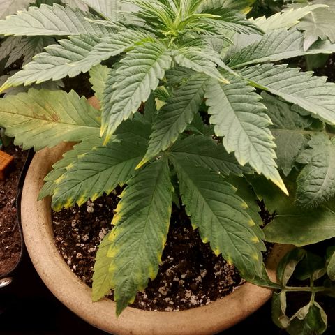 Tropicana Cookies FF growlog timeline photo