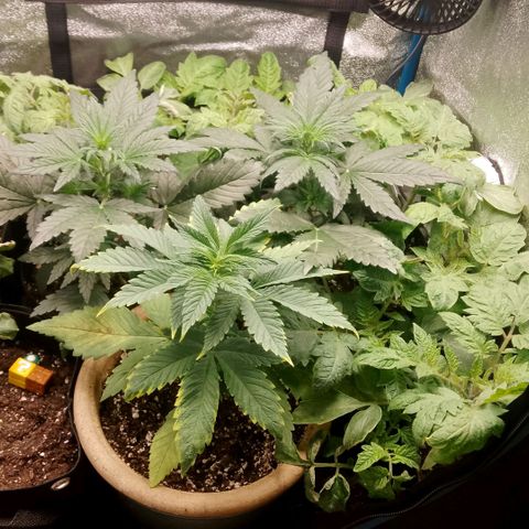 Tropicana Cookies FF growlog timeline photo