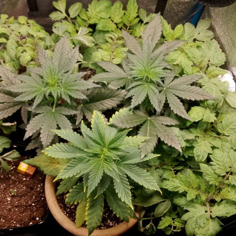 2 x Gorilla Z Auto growlog timeline photo