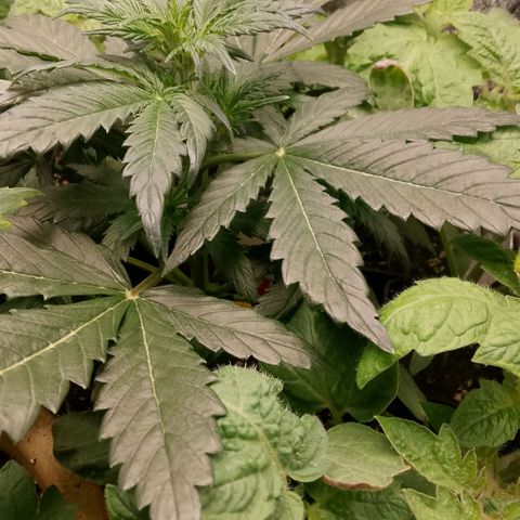 2 x Gorilla Z Auto growlog timeline photo