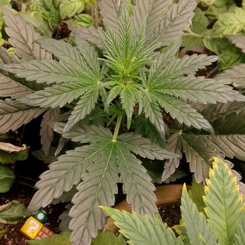 2 x Gorilla Z Auto growlog timeline photo