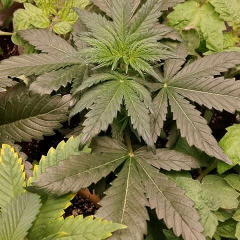 2 x Gorilla Z Auto growlog timeline photo