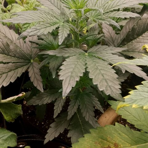 2 x Gorilla Z Auto growlog timeline photo