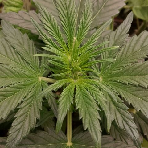 2 x Gorilla Z Auto growlog timeline photo