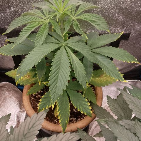 Tropicana Cookies FF growlog timeline photo