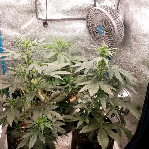 2 x Gorilla Z Auto growlog timeline photo
