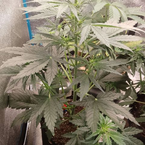 2 x Gorilla Z Auto growlog timeline photo