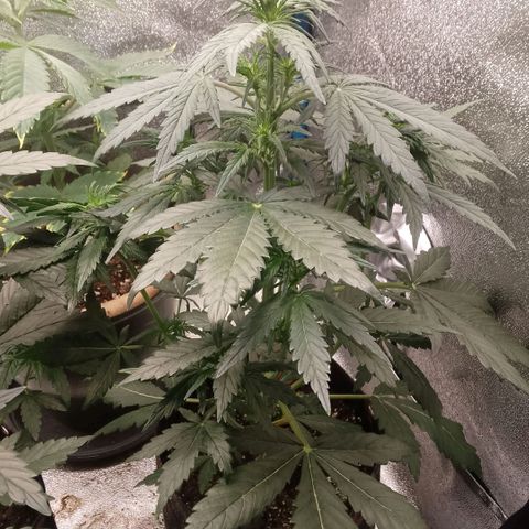 2 x Gorilla Z Auto growlog timeline photo