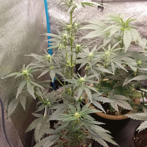 2 x Gorilla Z Auto growlog timeline photo