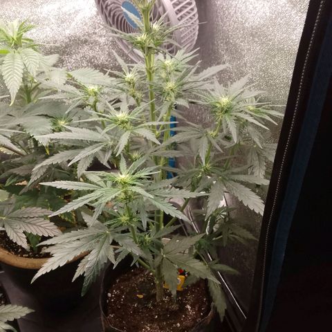 2 x Gorilla Z Auto growlog timeline photo