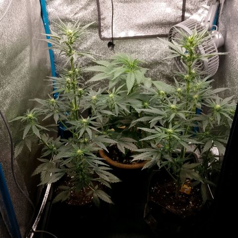 2 x Gorilla Z Auto growlog timeline photo