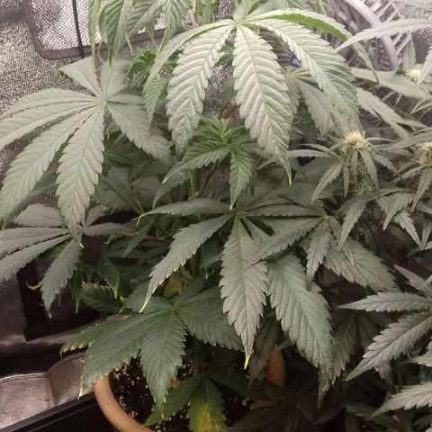 Tropicana Cookies FF growlog timeline photo