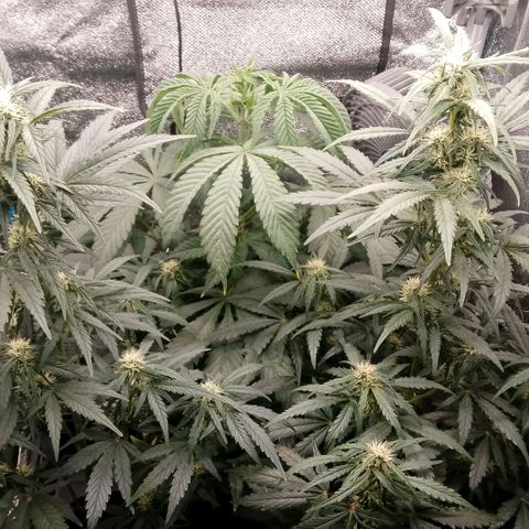 2 x Gorilla Z Auto growlog timeline photo