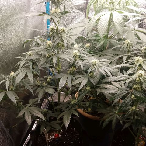 2 x Gorilla Z Auto growlog timeline photo