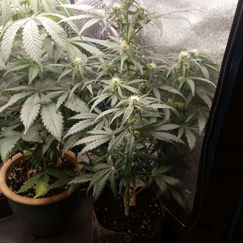 2 x Gorilla Z Auto growlog timeline photo