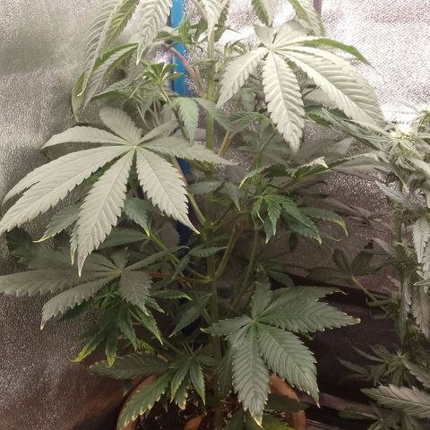 Tropicana Cookies FF growlog timeline photo