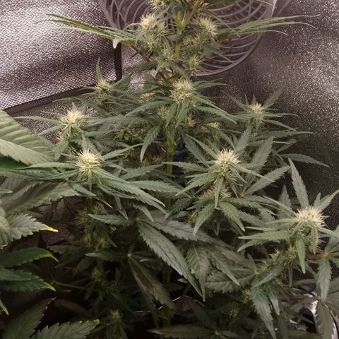 2 x Gorilla Z Auto growlog timeline photo