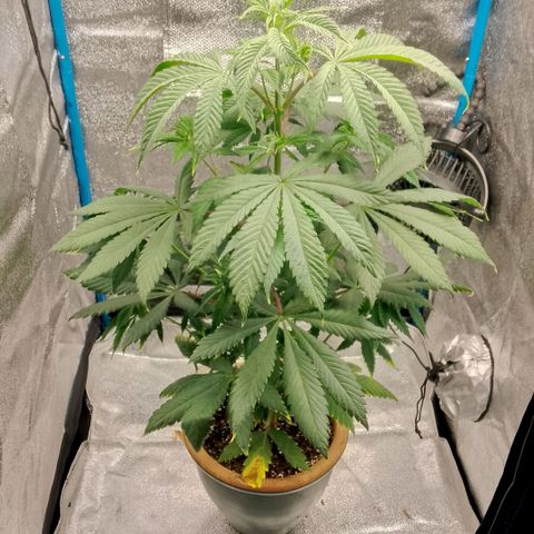 Tropicana Cookies FF growlog timeline photo