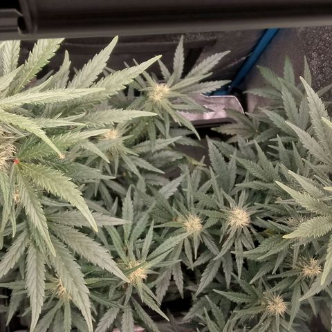2 x Gorilla Z Auto growlog timeline photo
