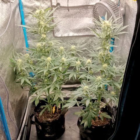 2 x Gorilla Z Auto growlog timeline photo