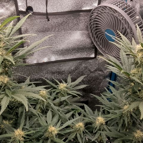 2 x Gorilla Z Auto growlog timeline photo