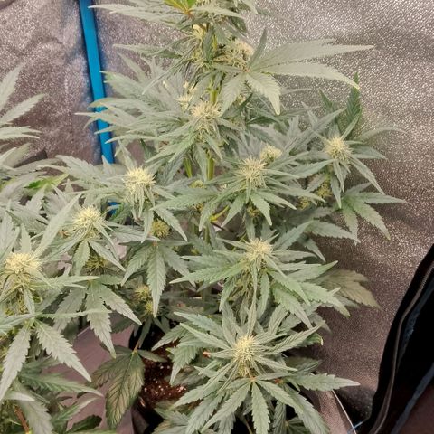 2 x Gorilla Z Auto growlog timeline photo