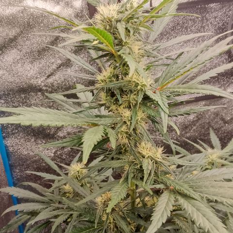 2 x Gorilla Z Auto growlog timeline photo