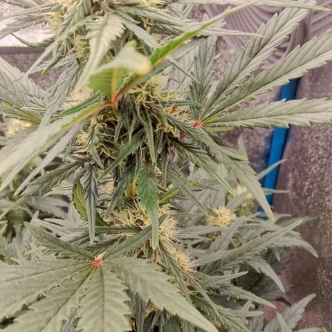 2 x Gorilla Z Auto growlog timeline photo