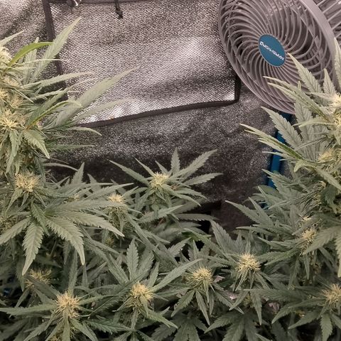2 x Gorilla Z Auto growlog timeline photo