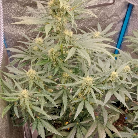 2 x Gorilla Z Auto growlog timeline photo