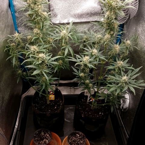 2 x Gorilla Z Auto growlog timeline photo