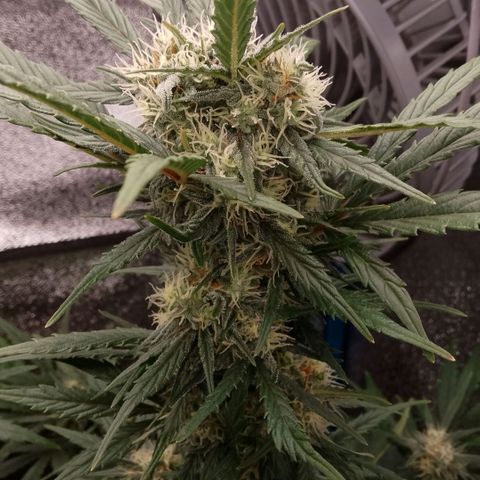 2 x Gorilla Z Auto growlog timeline photo