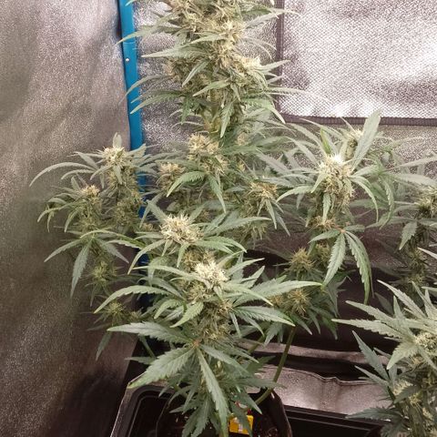 2 x Gorilla Z Auto growlog timeline photo